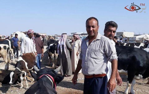 المعركة المرتقبة بإدلب تُنعش سوق الأبقار بمنبج